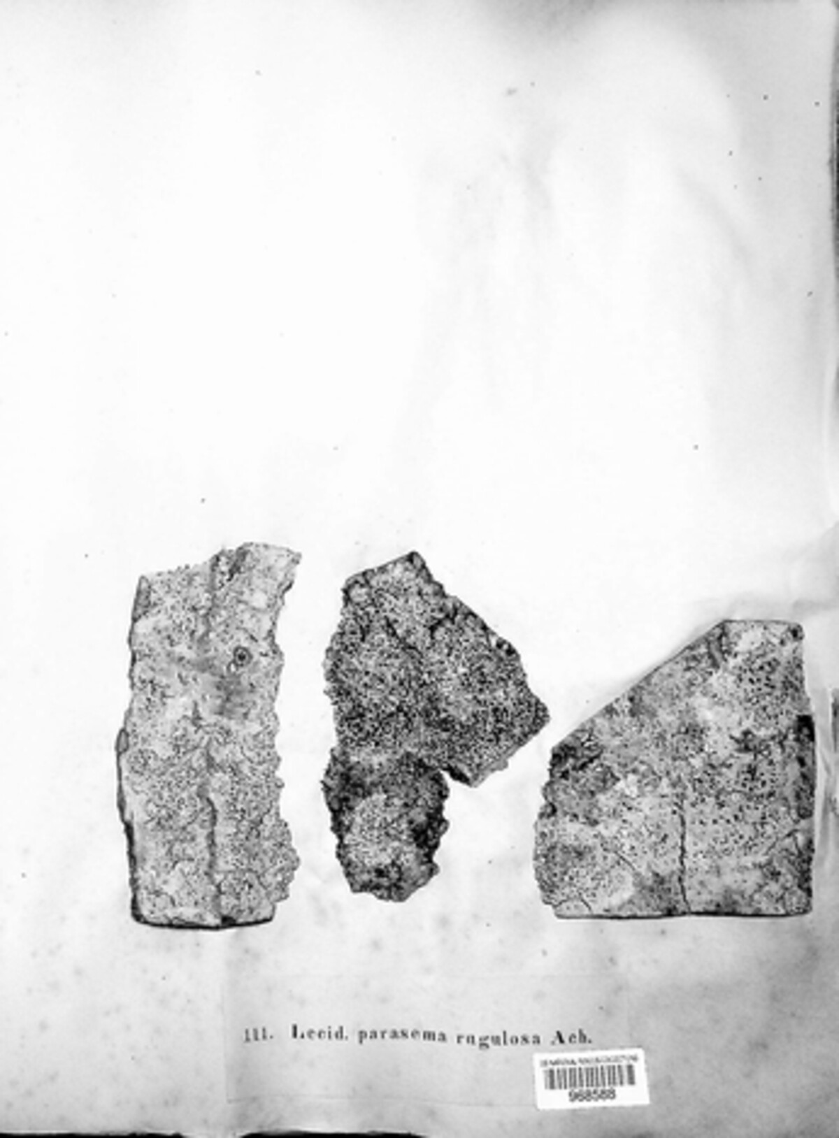 Lecidea parasema var. rugulosa image